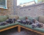 Cane Corso ( Kane Korso ) vrhunski štenci